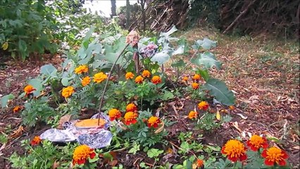 papy meujot fait de la danse (teaser)