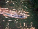 Chasse à l'arc ragondins canards approche affut étang