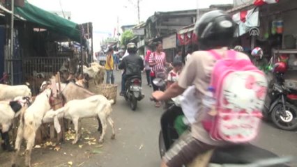 Endonezya'da Kurban Bayramı Hazırlıkları