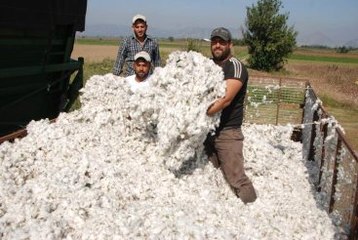 Pamuk Üretimi Artacak