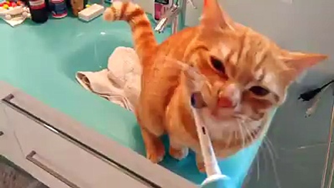Este gato adora sentir a escova de dentes elétrica passar-lhe no pêlo