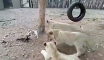 Un petit chien se retrouve dans l’enclos de trois lionceaux