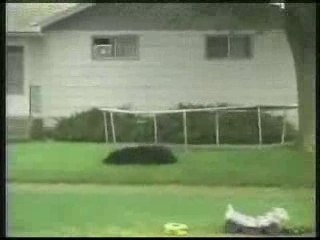 Funny Video - Bear Falls Out Of Tree Onto Trampoline