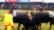 Most Awesome Buffalo Fighting Festival - Funny videos try not to laugh - FUNNY CRAZY Buffalo Fails 3