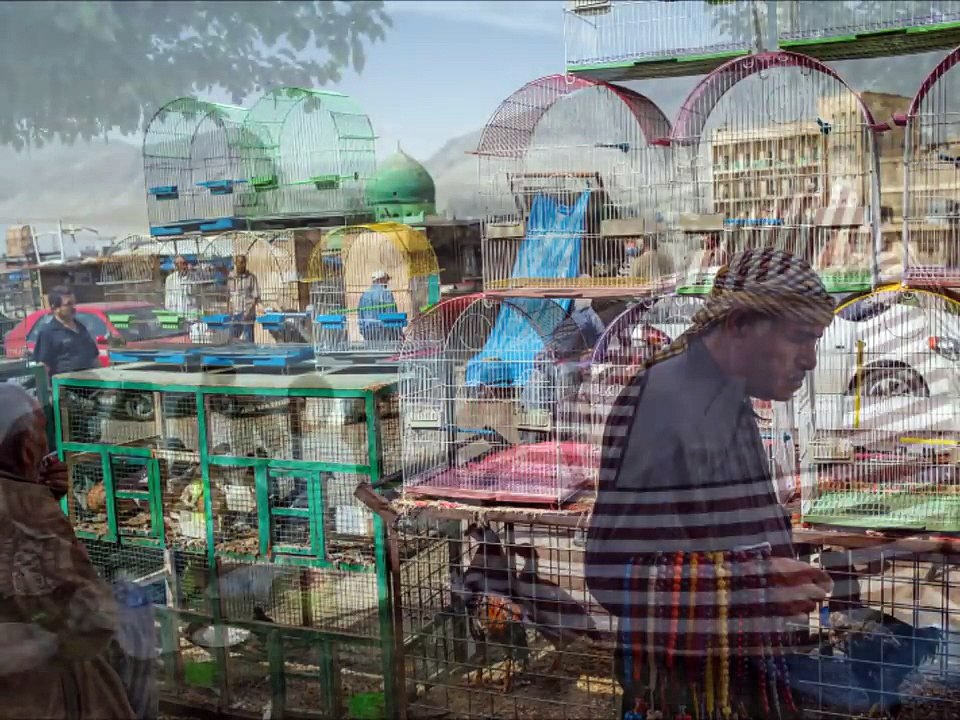 Festival Visa pour l'Image Perpignan 2016