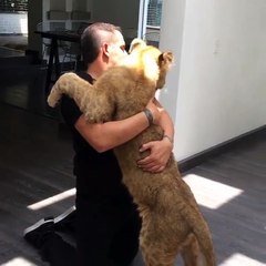 Sahibi ile yavru aslanın buluştuğu an