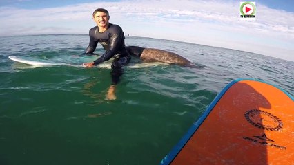 Brittany   | Seal surprises Surfers in Plouharnel   | Quiberon 24 Television