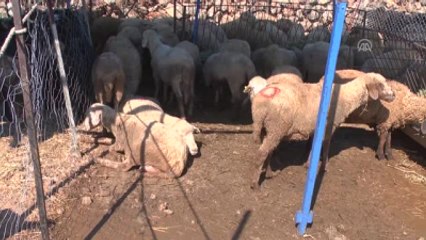 Akıma Kapılan Kurbanlıklar Telef Oldu