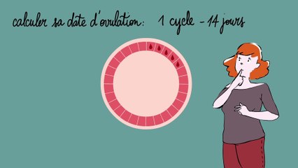 L'ovulation : comment ça se passe ?