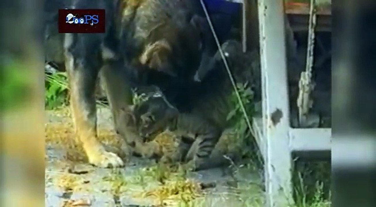 ---Funny Animal Fail Compilation