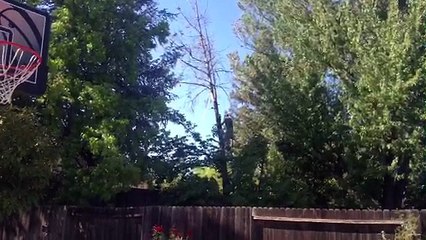 Neighbor's Tree Cut Fail