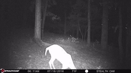 Rare Three Legged Deer