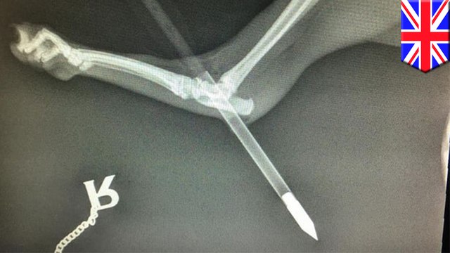 Crossbow attack on cat: Pet shot with arrow narrowly survives - TomoNews