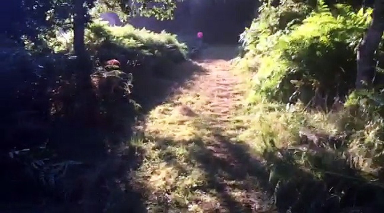 8 bassets fauve chassent un sanglier 60kg