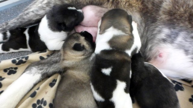 Chiots akita américain du sixième sens 11 jours