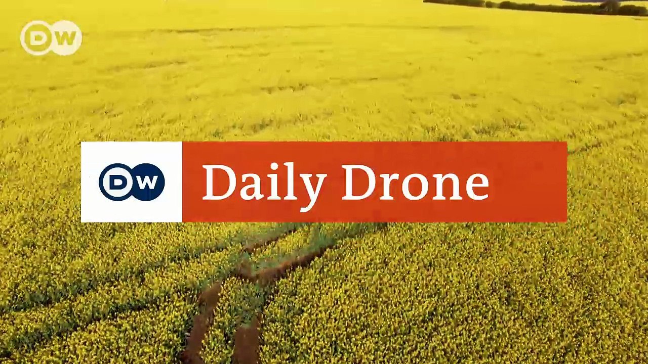 #DailyDrone: Rapeseed field