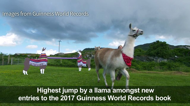 High-jumping llama and mega cat set new world records