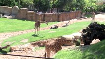 Científicos descubren cuatro especies de jirafa