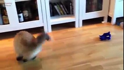 Funny Cat Jump Fail 2015