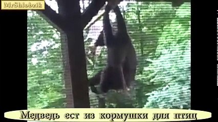 Funny Cat Videos 2016 - You Can t Stop Laughing [Part 1]