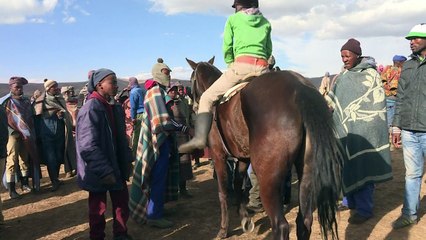 Au royaume du Lesotho, les chevaux sont rois