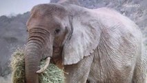 New Mommy Elephant Brings Baby To Sanctuary That Rescued Her