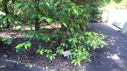 walking thru the garden