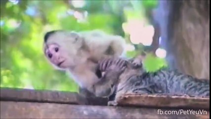 funniest monkeys