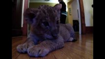 Ce lionceau qui s'endort est trop chou !
