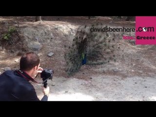 Plaka Forest - Kos, Greece