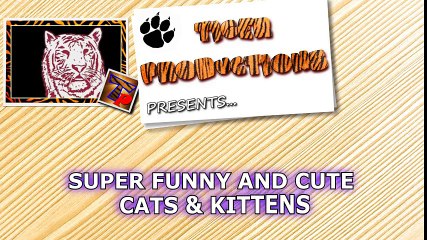 Cats are super funny creatures that make us laugh - Funny cat & kitten compilation