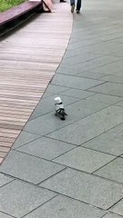 Pigeon vs Moule à gâteau