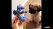 Cats and dogs  Cute Pug Vines   funny dog videos   adopt a pet