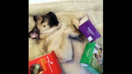 Compilation   Doug the Pug s Funniest Vines