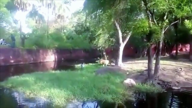 This Drunk Man Jumps Into Lion Enclosure In Hyderabad Zoo To 'Shake Hand With Lions'