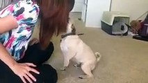 Cute 4-month-old Pug Puppy Performs Tricks