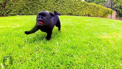 Baby pugs playing