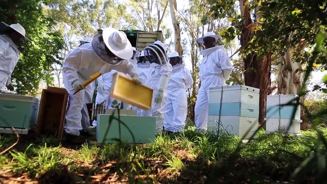 Beekeeping Supplies Equipment Gear and Education Australia - Bec's Beehive