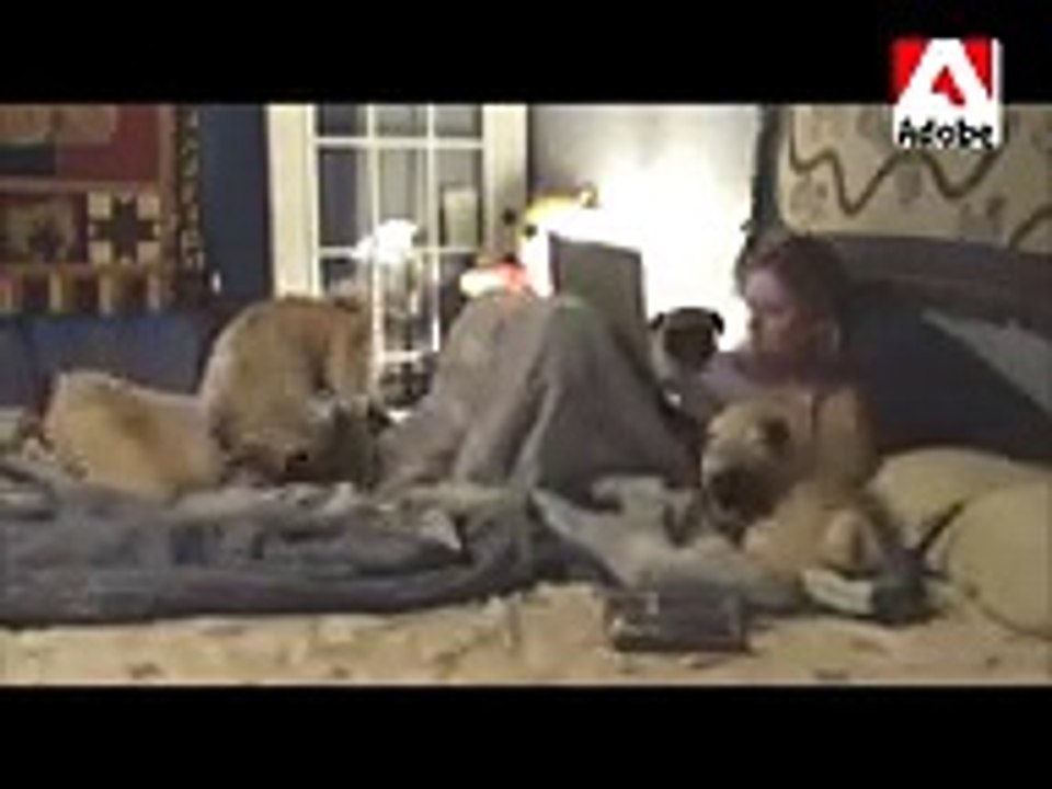 Bedtime for Pugs