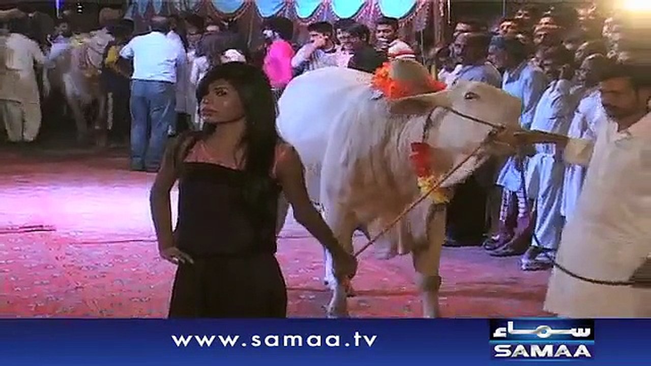 Modals cat walk with animals
