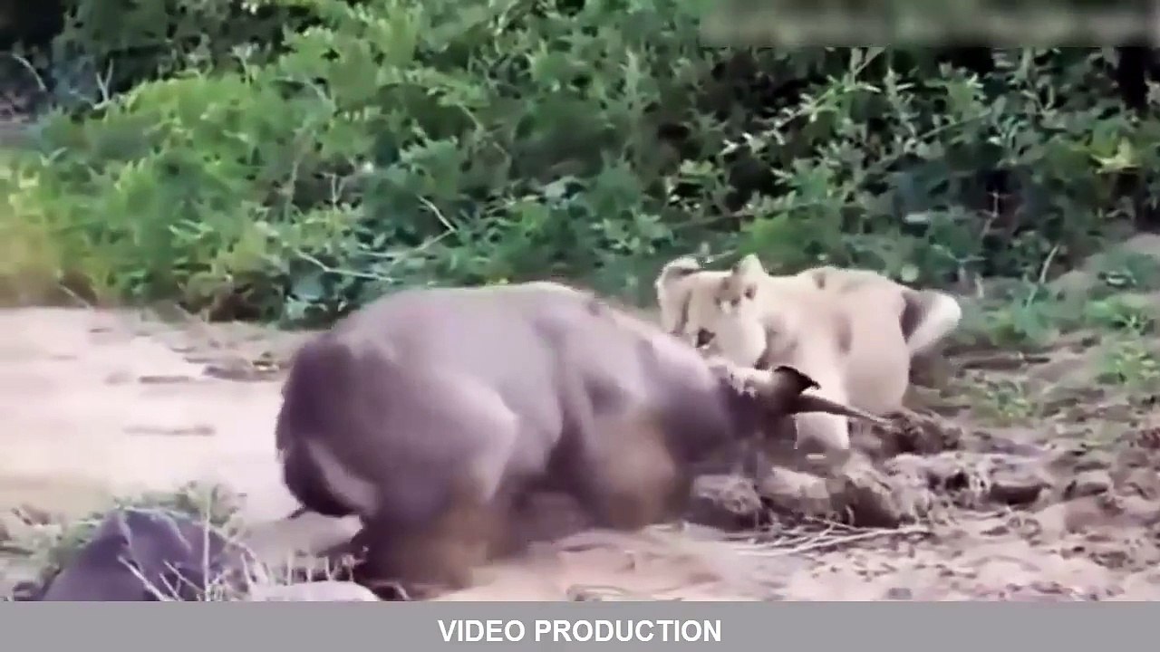 Most Amazing Wild Animals Attacks #24 Big Battle Animals Fight, lion, anaconda, snake #miller