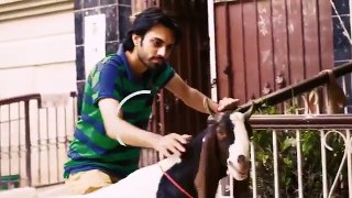 Story Of Bakra Eid Animals Social Media Edition - Bakra Eid 2016 | 3 Idiotz Pakistan