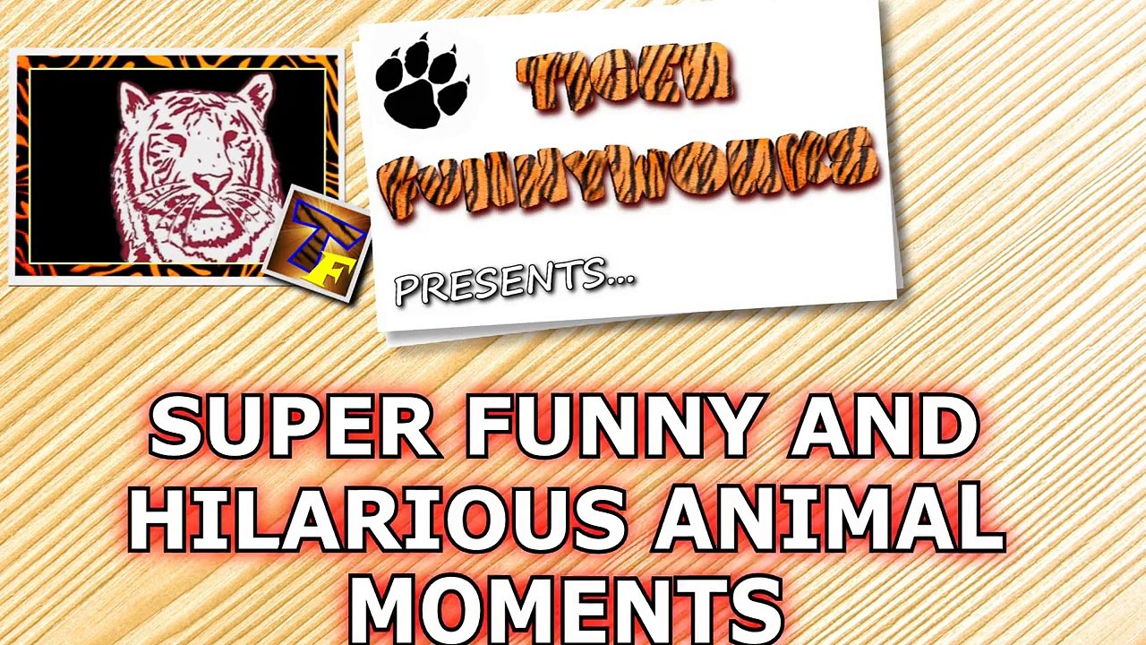 Animals and animal kingdom are the best comedy - Funny animal compilation