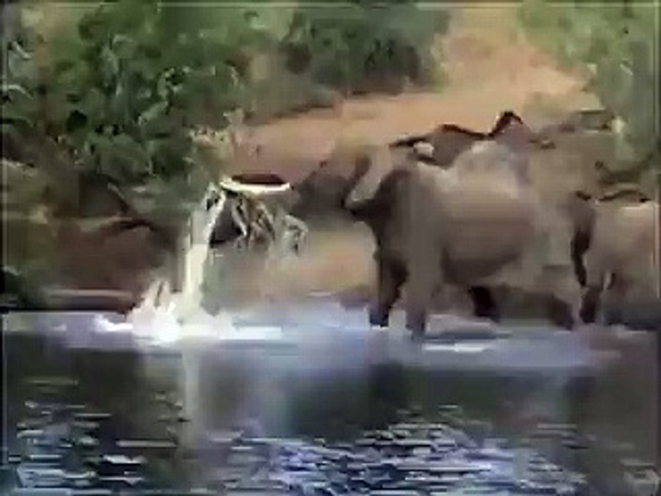 Incredible! Snake & Elephant