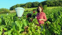 Vendanges dans le Beaujolais