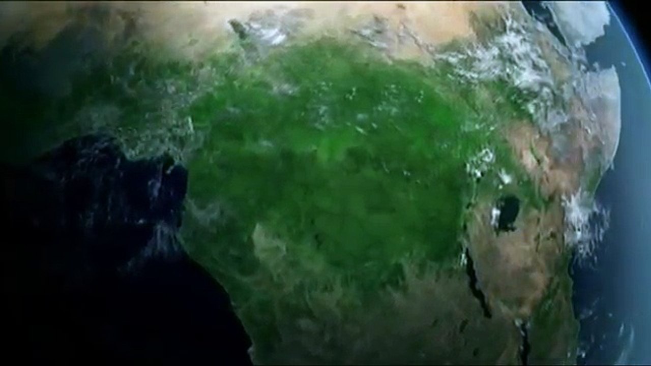 Vea cómo este búfalo levantó en sus cuernos a un león