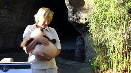 Première promenade pour "Baby P" dans le parc Pairi Daiza