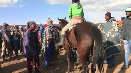 Au royaume du Lesotho, les chevaux sont rois