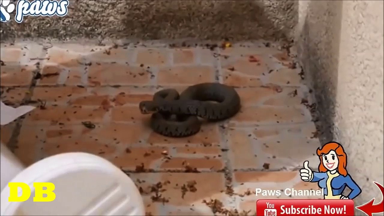 Cat kills the cobra - Pack of dogs kill a huge king cobra