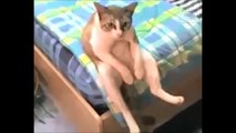 Cats Acting Like Humans! Funny Cat Compilation